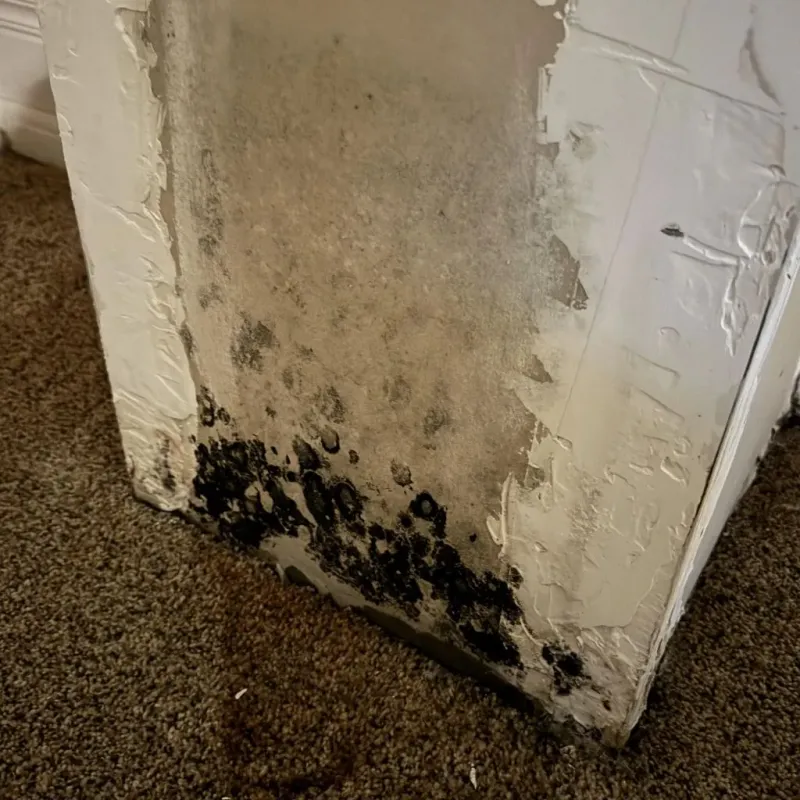 Professional Mold Removal in Salisbury, MA